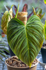 The beautiful textured velvety leaves of tropic aroid Philodendron Splendid, a hybrid between two species: Philodendron melanochrysum and verrucosum.
