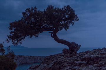 Lonely pine tree growing on rock on the sea background in spring