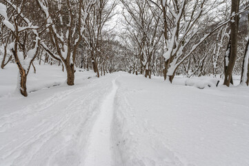 Snow in winter landscape garden in South Korea.
