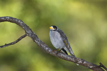 Australian Noisy Miner -Manorina melanocephala- perched tree branch green yellow blurry bokeh background morning light
