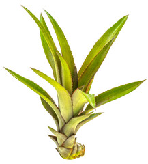 Freshness Pineapple shoot for planting.