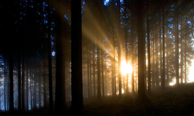 moody forest landscape with  fog and sun shining through the trees,fantasy lanscape, 