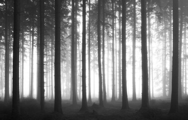 Moody forest landscape with fog,fantasy lanscape, 
