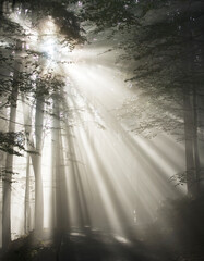 moody forest landscape with  fog and sun shining through the trees,fantasy lanscape, 