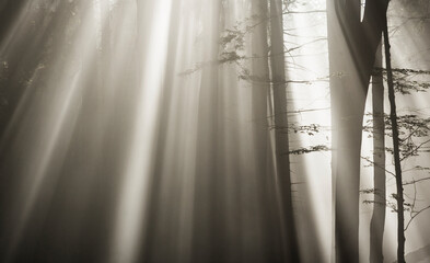 moody forest landscape with  fog and sun shining through the trees,fantasy lanscape, 