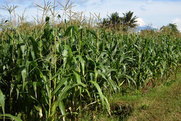 Obraz premium corn field in the morning