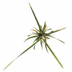 Naklejka na ściany i meble wild field grass, top view, isolated on white background, 3D illustration, cg render