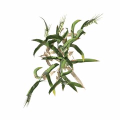 Fototapeta premium wild field grass, top view, isolated on white background, 3D illustration, cg render