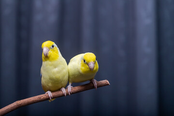 Beautiful tiny cute Forpus parrot bird, Exotic pet