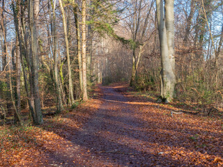 Seefeld, Germany - December 27th 2023: Beautiful forest track in late autumn condition