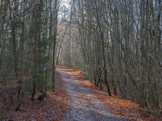 Seefeld, Germany - December 27th 2023: Beautiful forest track in late autumn condition