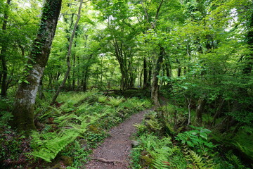 Obraz premium fresh green forest and path in springtime