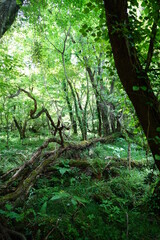 thick wild forest with old trees and fern