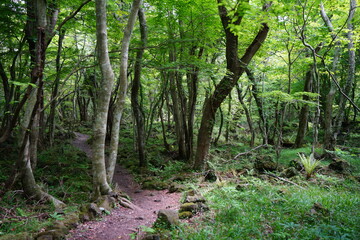 spring path with fresh fern