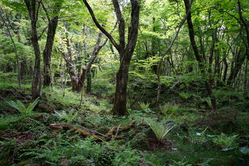 Obraz premium thick wild forest with old trees and fern