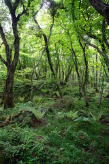 thick wild forest with old trees and fern