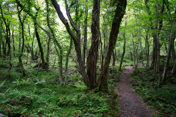 Fototapeta na wymiar fine path through spring forest 