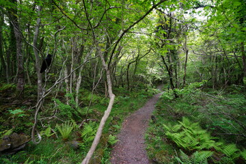 path to deep forest