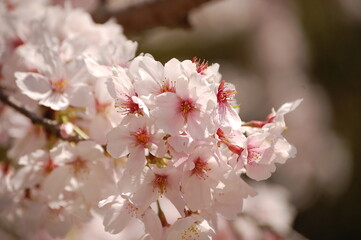 Obraz premium 清水寺に咲く満開の桜