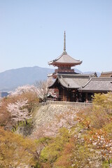 清水寺に咲く満開の桜