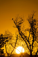 Red-tailed Hawk perched at Sunrise