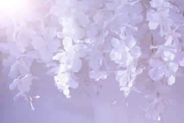 Long white flowers for background decoration in various ceremonies