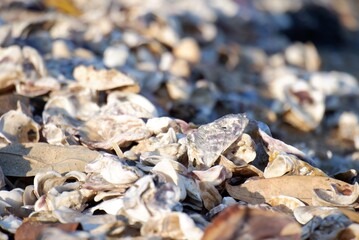 In Selective focus a group of seashells on the beach with sunlight fir background backdrop 