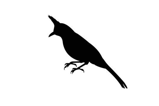 Vector illustration of a bird silhouette with a crest on its head