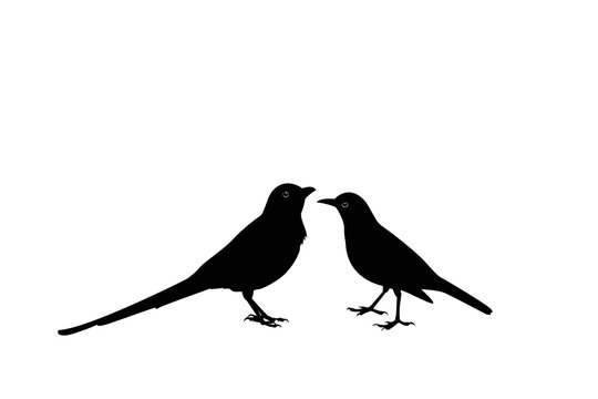 Vector illustration of a beautiful bird silhouette