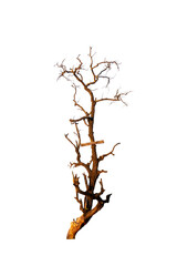 Obraz premium Single old and dead tree isolated