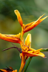 Beautiful orange and yellow Heliconia flower isolated on green background