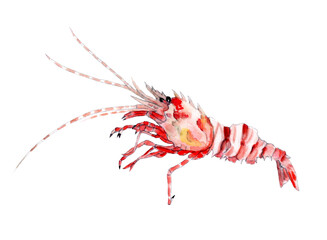 イバラモエビ・オニエビ 手描き水彩画