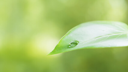 葉っぱの上に水滴。抽象的な春、夏の背景画像。3d画像（横長）
