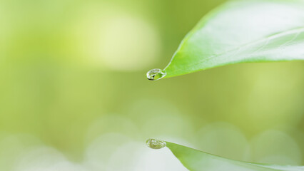 葉っぱの上に水滴。抽象的な春、夏の背景画像。3d画像（横長）