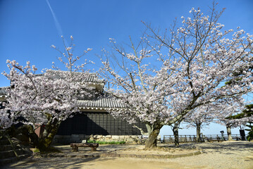 松山城に咲く満開の桜