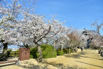 松山城に咲く満開の桜