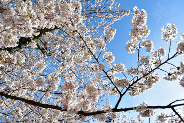 松山城に咲く満開の桜