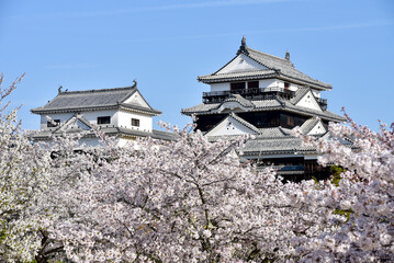 松山城に咲く満開の桜