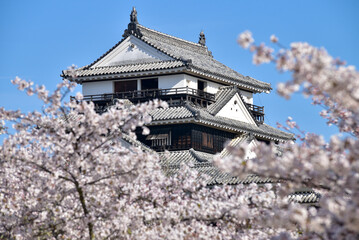 松山城に咲く満開の桜