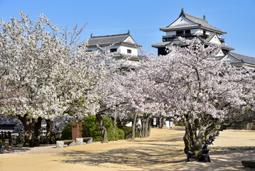 松山城に咲く満開の桜