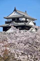 松山城に咲く満開の桜