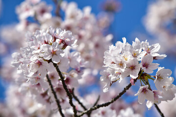 松山城に咲く満開の桜