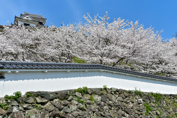 大洲城に咲く満開の桜