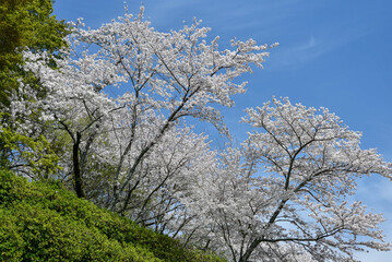 Obraz na płótnie Canvas 大洲城に咲く満開の桜