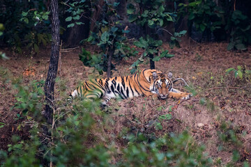 Fototapeta na wymiar Tiger resting in the forest. Selective focus.