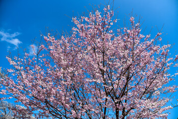 満開に咲く千鳥ヶ淵の桜