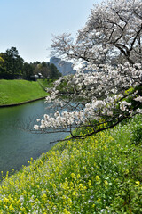 皇居のお堀で満開に咲く桜と菜の花