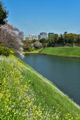 Fototapeta premium 皇居のお堀で満開に咲く桜と菜の花