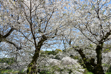 満開に咲く千鳥ヶ淵の美しい桜