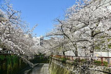 Fototapeta na wymiar 満開に咲く目黒川の美しい桜